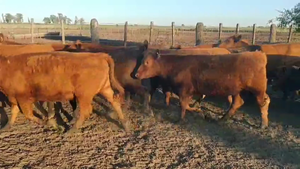 27 Vaquillonas C/ gtia de preñez en Gualeguaychú, Entre Ríos