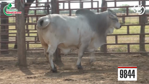  Brahman