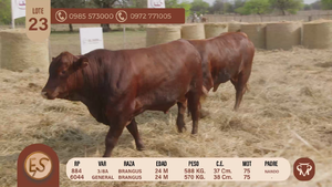  TOROS BRANGUS 24 MESES