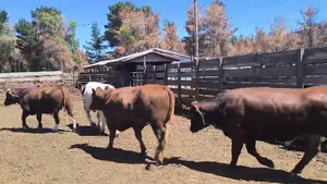  20 Novillo Gordo en Los Ángeles, VIII Región Biobío