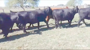  40 Vacas nuevas y Vaq C/ gtia de preñez en Magdalena, Buenos Aires