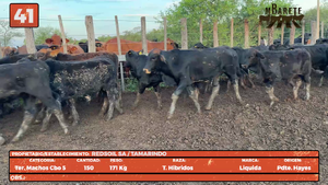  LOTE 41