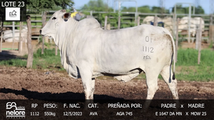  LOTE 23