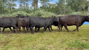  10 Vacas nuevas Preñadas