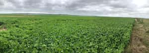  65 hectáreas agrícolas sobre Ruta 1
