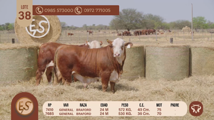  TOROS BRAFORD 24 MESES