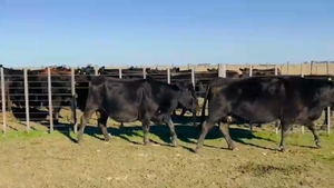  31 Vacas CUT preñadas EN BENITO JUAREZ 