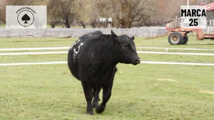  1 Toro