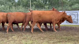  10 Vaquillonas preñadas