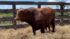  TORO