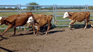  86 Terneros/as en Corrientes, Bonpland