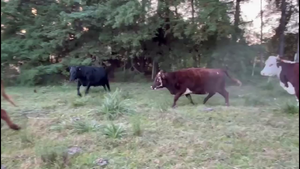  VACAS DE INVERNADA