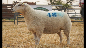  TEXEL HEMBRA