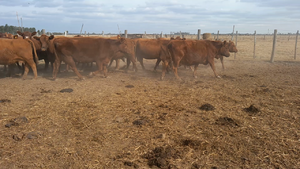  20 Vacas nuevas C/ gtia de preñez Angus Colorado en Curupayti, Santa Fe