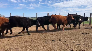  118 Terneras en La Pampa, Caleufú