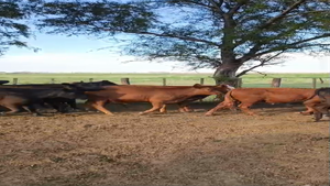  86 Novillitos ADOLFO ALSINA