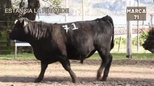  1 Toro