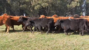 68 Novillitos y vaquillonas