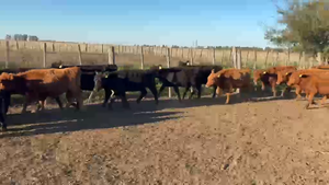  65 Terneras