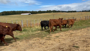  31 Novillo Engorda en Coyhaique, XI Región Aysén