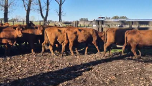  24 Vacas nuevas C/ gtia de preñez
