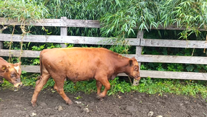  18 Ternero en Futrono, XIV Región Los Ríos