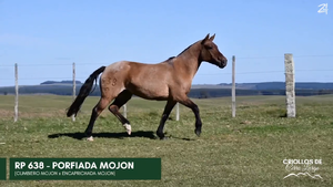  PORFIADA MOJON