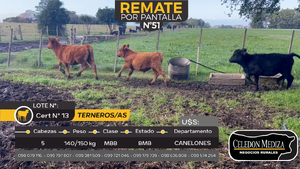  5 Terneros y Terneras en Otra Localidad, Canelones