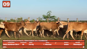  LOTE 9