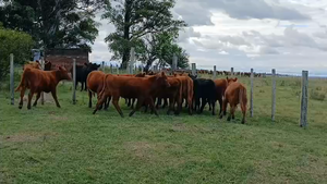  Lote 10