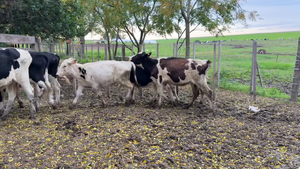  TERNERAS