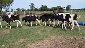  13 Terneros Holando Argentino en Sunchales, Santa Fe