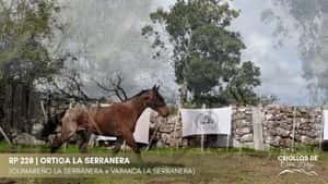 Ortiga La Serranera — Escritorio Alori y Cia.