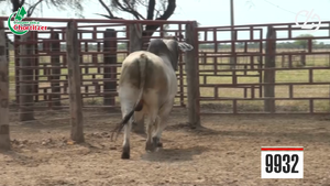  Brahman