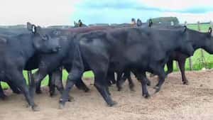 VACAS PREÑADAS (31 SON SA) — Escritorio Dutra LTDA.