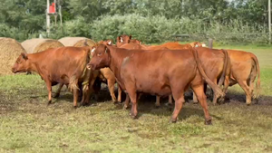  12 Vacas usadas preñadas