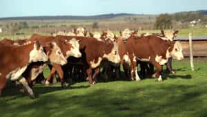 Vaquillonas Polled Hereford sin servicio — Escritorio Dutra LTDA.