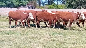  17 Vientres preñados en Corrientes, Curuzú-Cuatiá