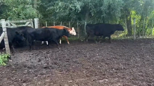  12 Vacas C/ gtia de preñez