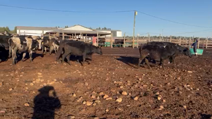  45 Novillo Engorda en San Pedro, Región Metropolitana