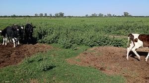  5 Terneras Holando Argentino en Sunchales, Santa Fe
