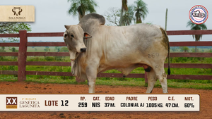 Lote 12 — Sola Marca SA