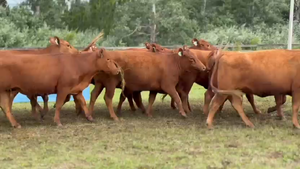  10 Vaquillonas preñadas