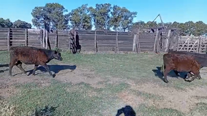  75 Terneros/as en Rauch