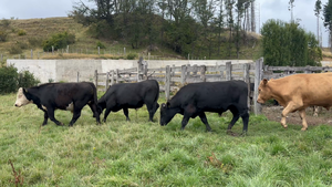  40 Novillo Engorda en Coyhaique, XI Región Aysén