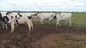  40 Vaquillonas Holando Argentino en Villa San José, Santa Fe 