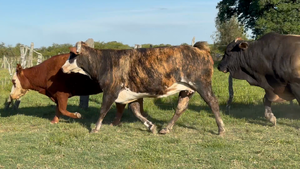  33 Vacas faena en Corrientes, Paso de Los Libres