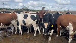  45 Novillo Gordo en Cabrero, VIII Región Biobío