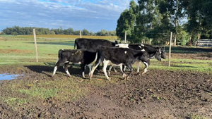 TERNERAS