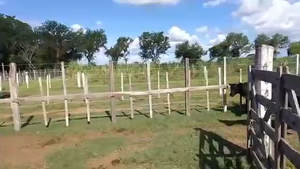  70 Terneros en Clorinda, Formosa